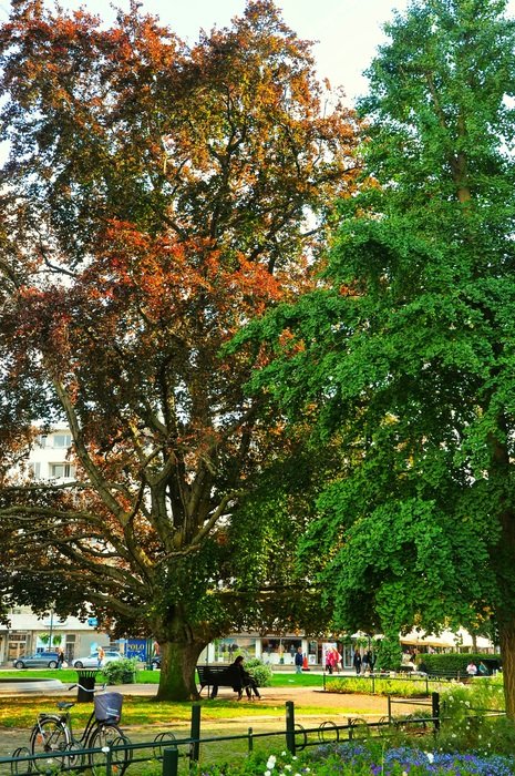 Tree Nature Red Green Calm