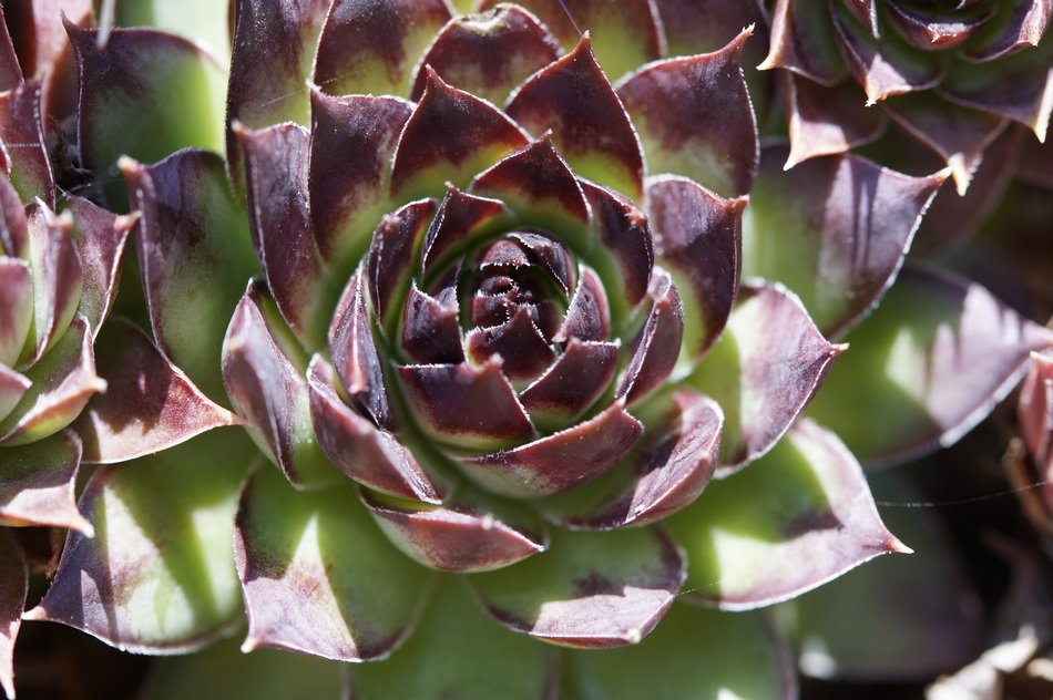 Stone Garden Structure Flora