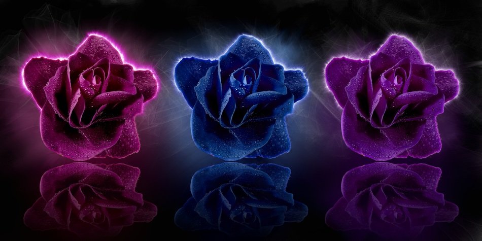 Rose Flower Blossom Bloom Art