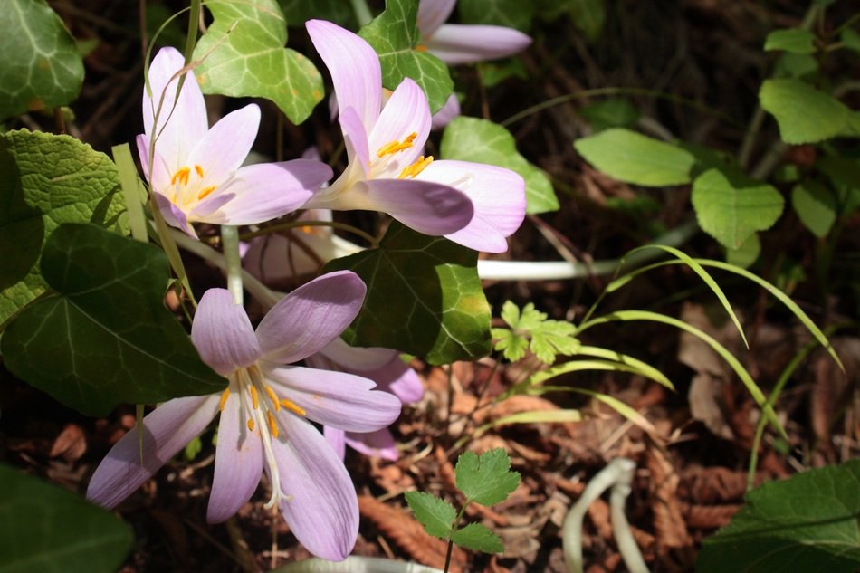 Flower Nature Colchicum