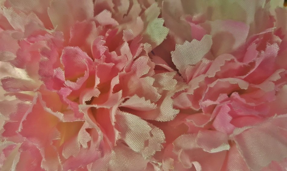 Flowers Chrysanthemums Floral