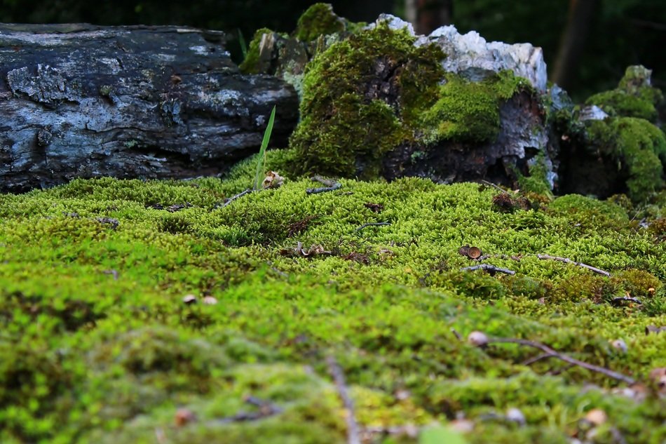 Moss Mossy Ground Nature
