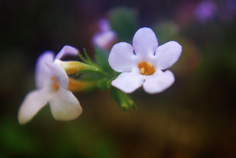 background with delicate white blossoms