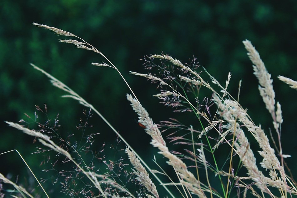 Plant Garden Nature Wind