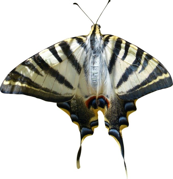 Cropped Image