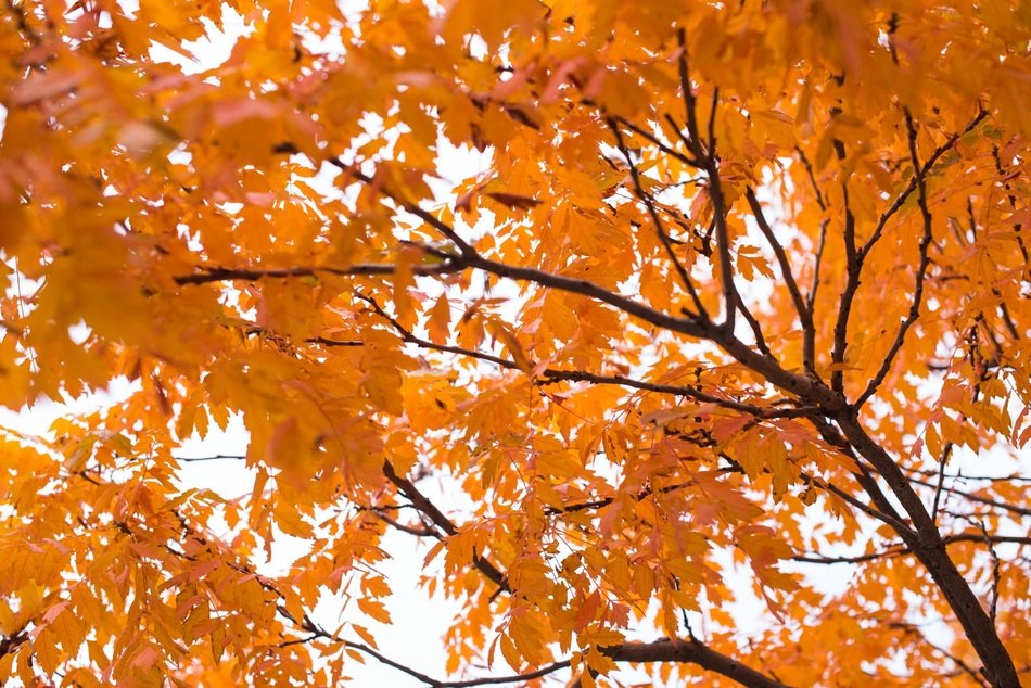 Background Orange Fall Foliage