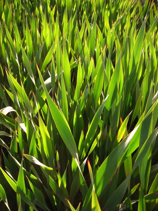 Grass Lawn Green Turf