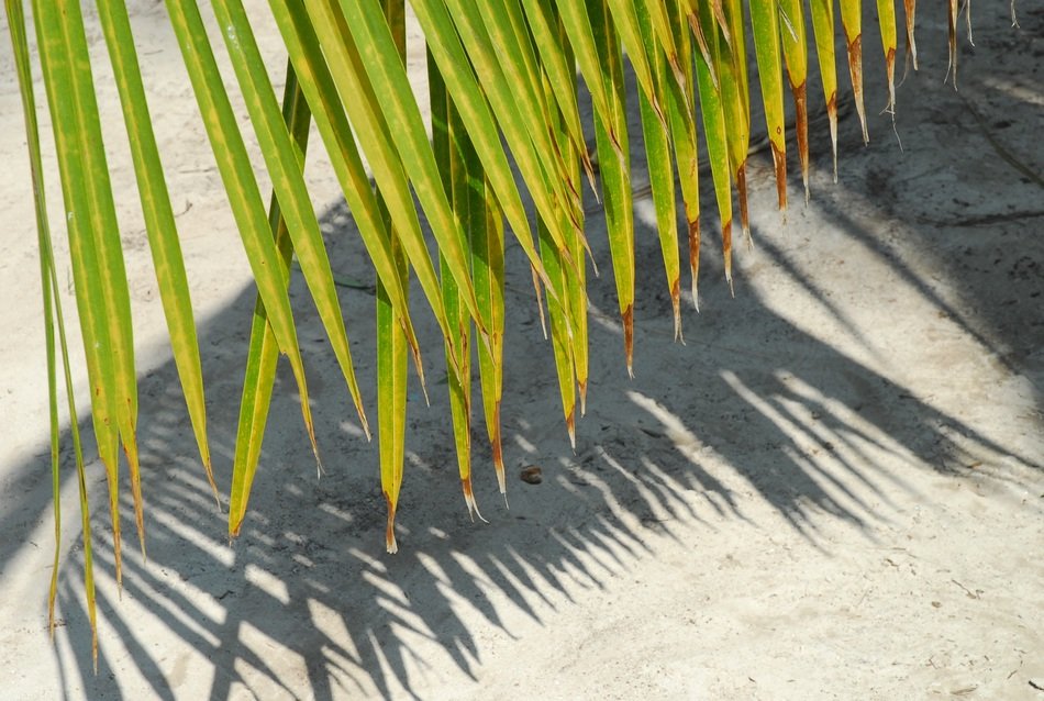 Palm Tree Background Sheet Beach