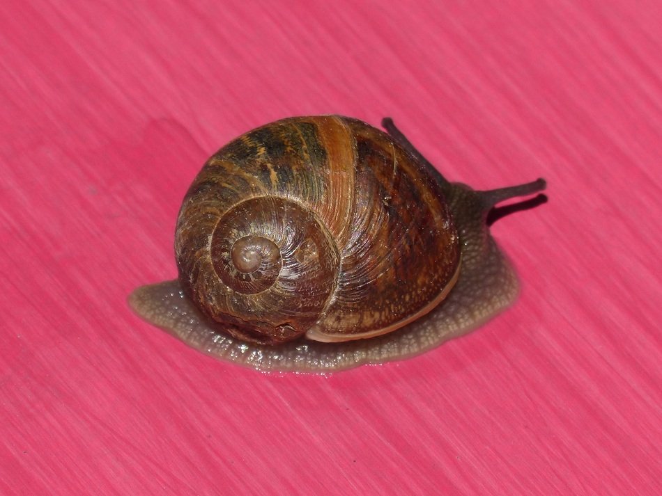 Snail Pink Background