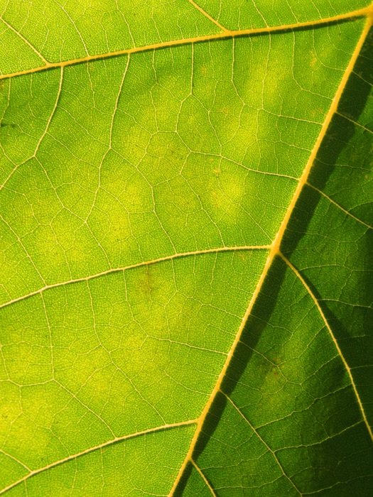 Leaves Green Sun Autumn Light