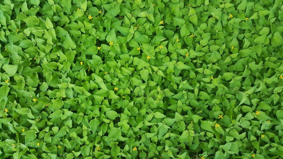 Ground Cover Green