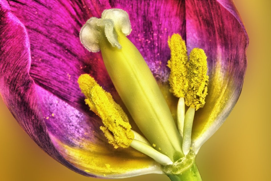 Tulip Flower Hdr Spring Floral