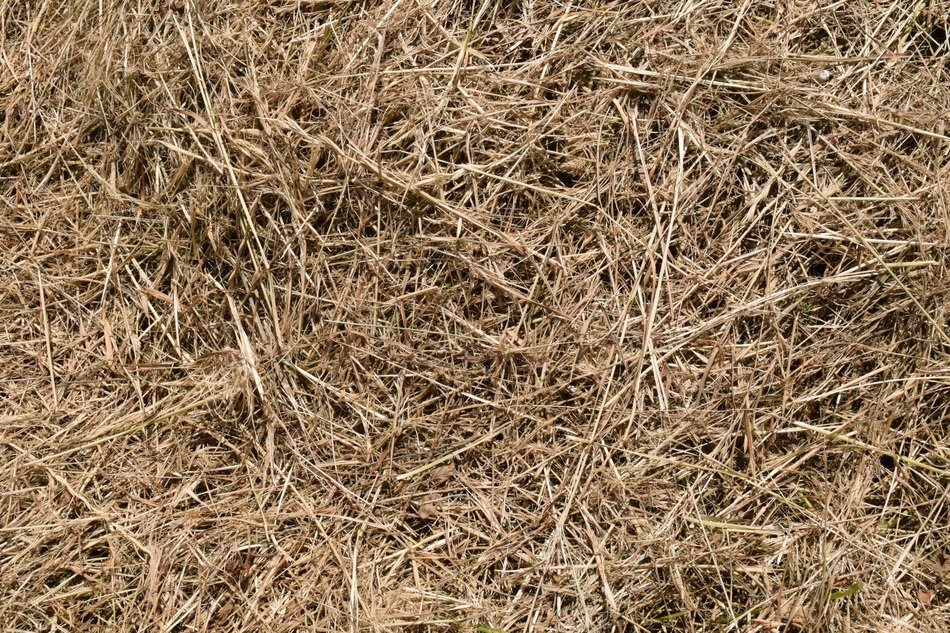 Background Hay Texture Nature