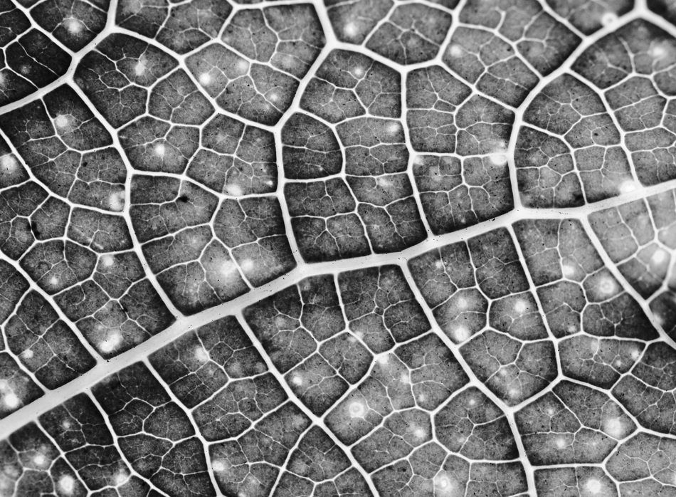 Background Green Eco Leaf Macro