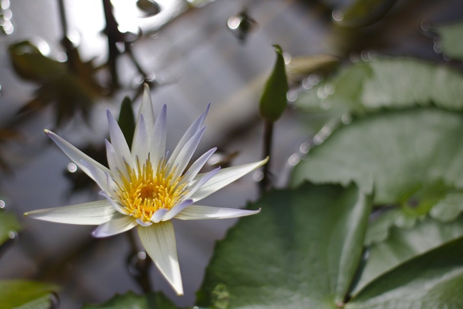 Teichrose Lily Pond Greenhouse