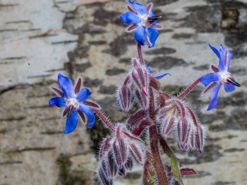 Flower Spring Background Blue
