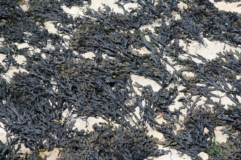 Background Beach Dry Healthy