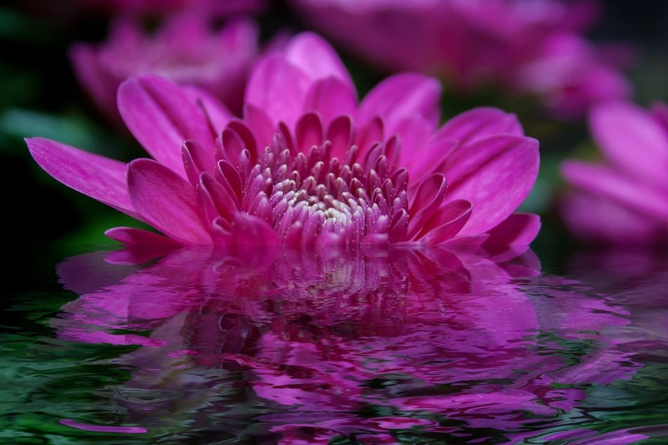 Art Work Art Flower Water