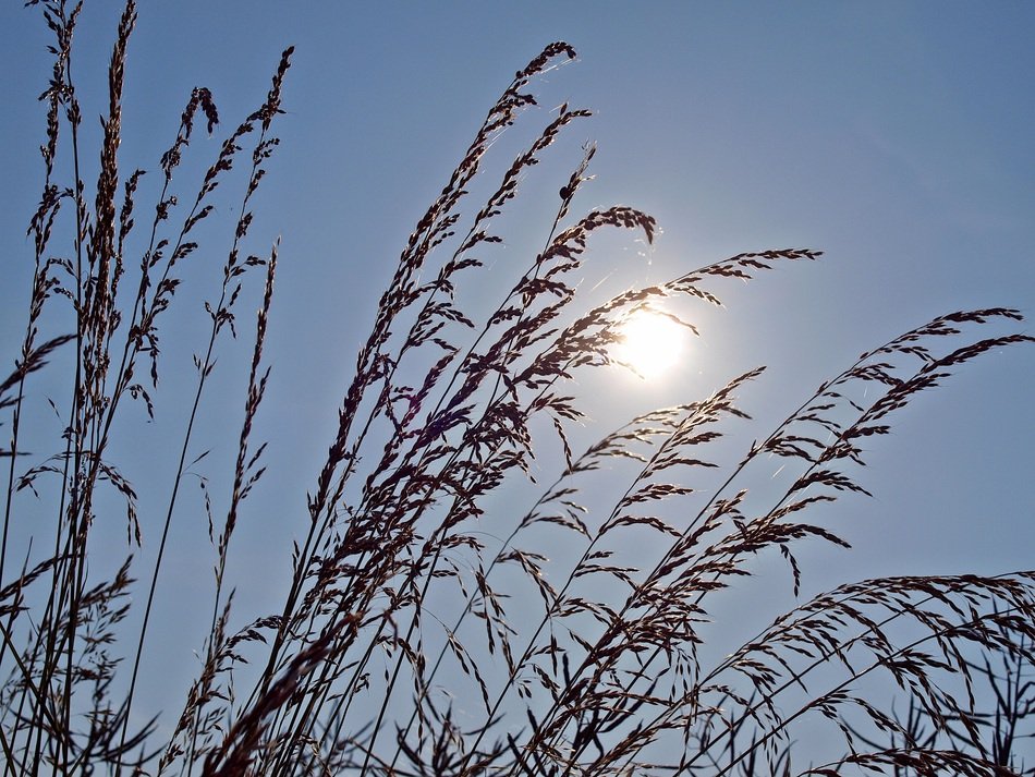 Morning Sun Grass Halme Sun