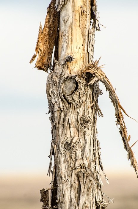 Post Bark Peeling Rustic