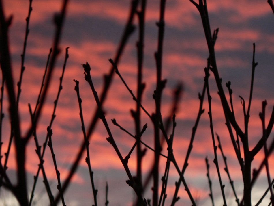 Sunset Sky Bough Silhouette