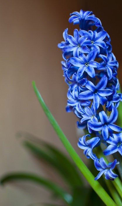 Blue Spring Green Nature