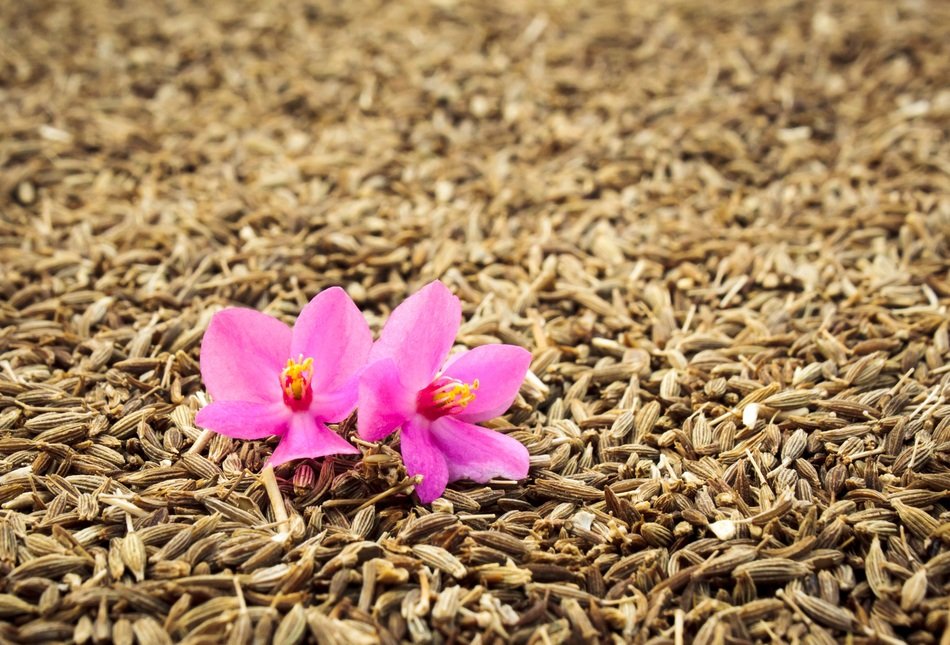 Orhid Flower Cumin Closeup