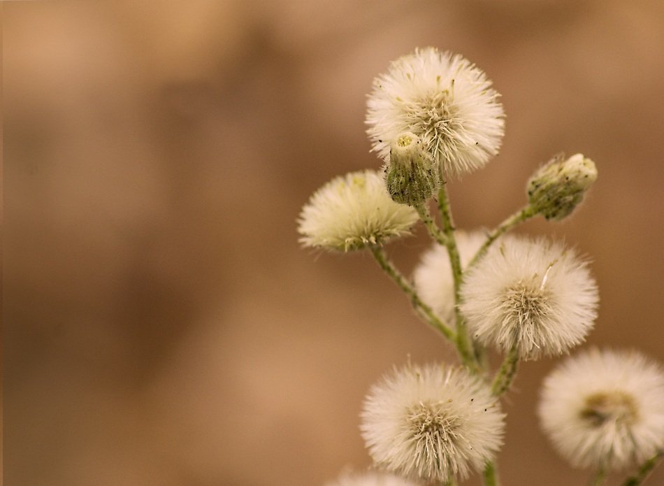 White Flowers Background Garden