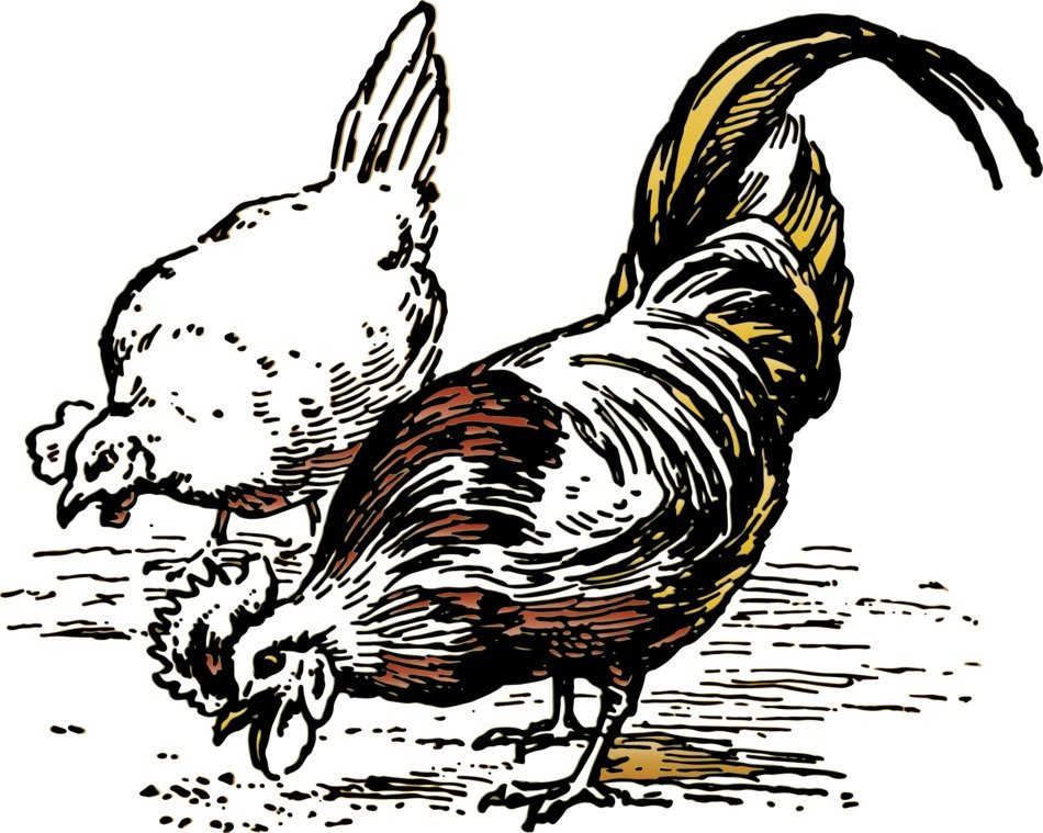 Chickens Transparent Background