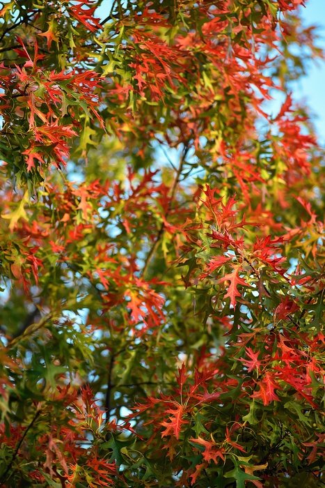 Fall Leaves Background October