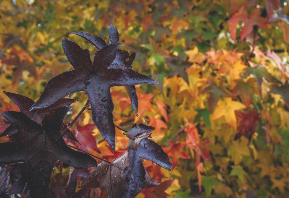 Autumn Background Leaf Fall