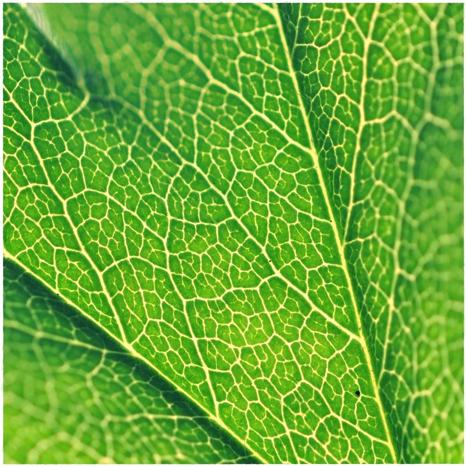 Leaf Structure Green Plant