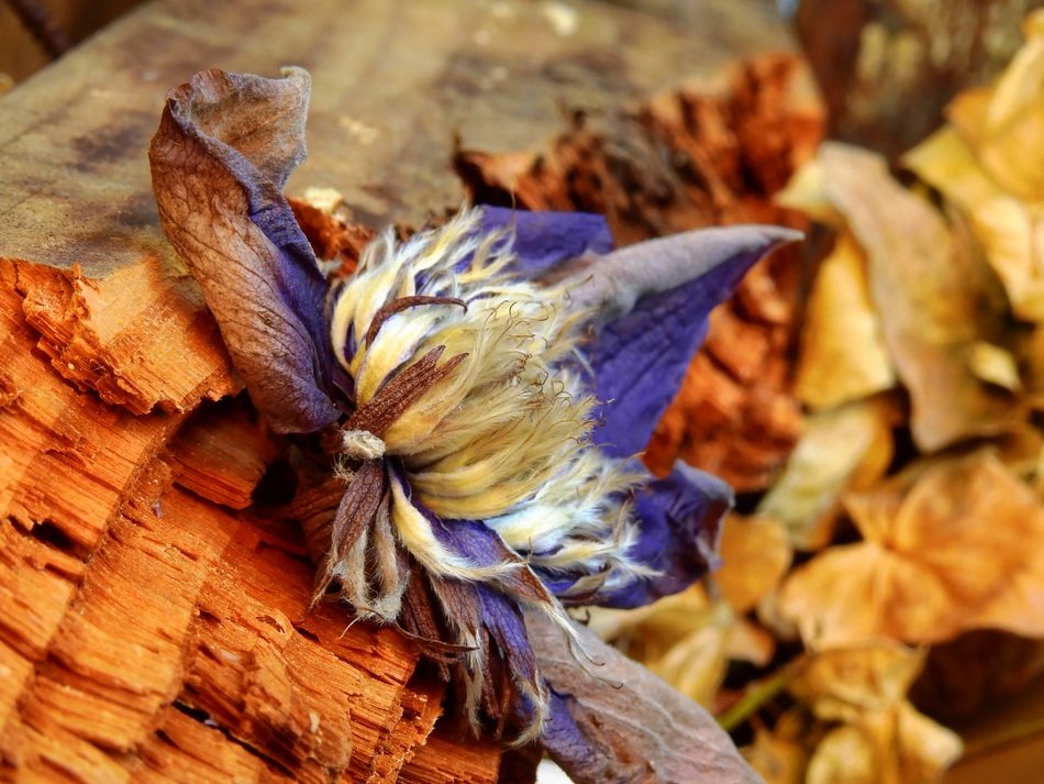 Leaves Flower Nature Blossom