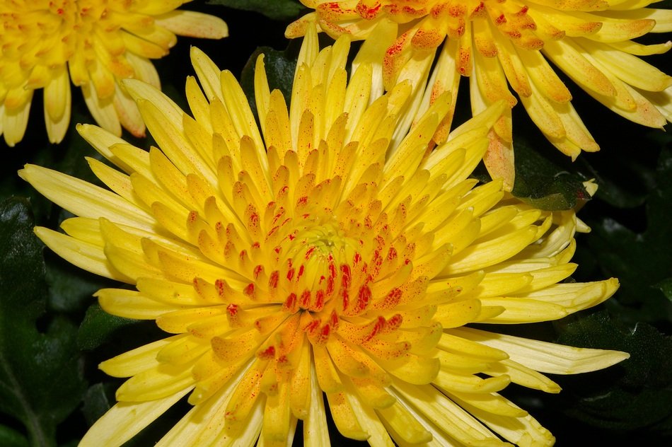 Chrysanthemums Blossom Bloom