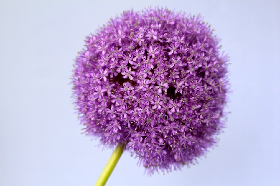 wallpaper with garden ornamental onion