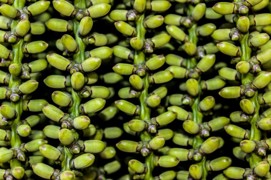 Plant Texture Green