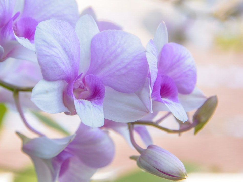 Orchid Flower Background White