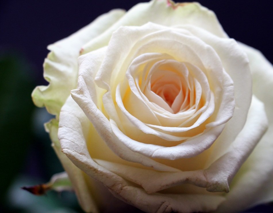 white rose for desktop wallpaper