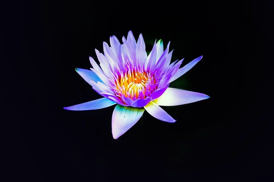 Lotus Lotus Flower Flower Pink
