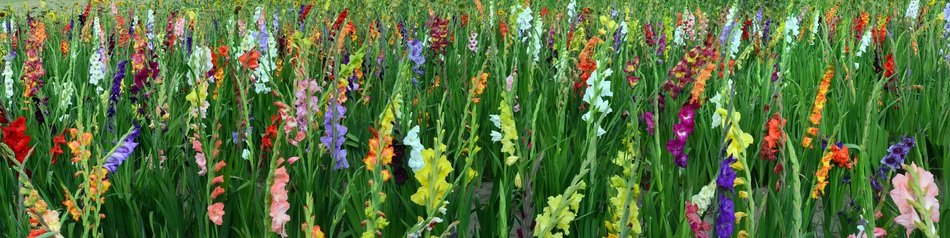 Gladiolus Field Of Flowers