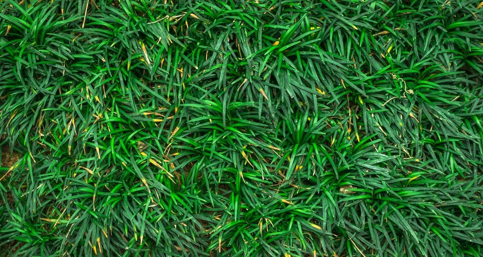 Leaf Nature Green Abstract