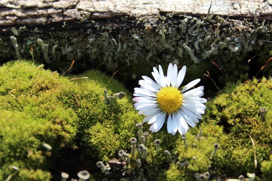 daisy on the moss background