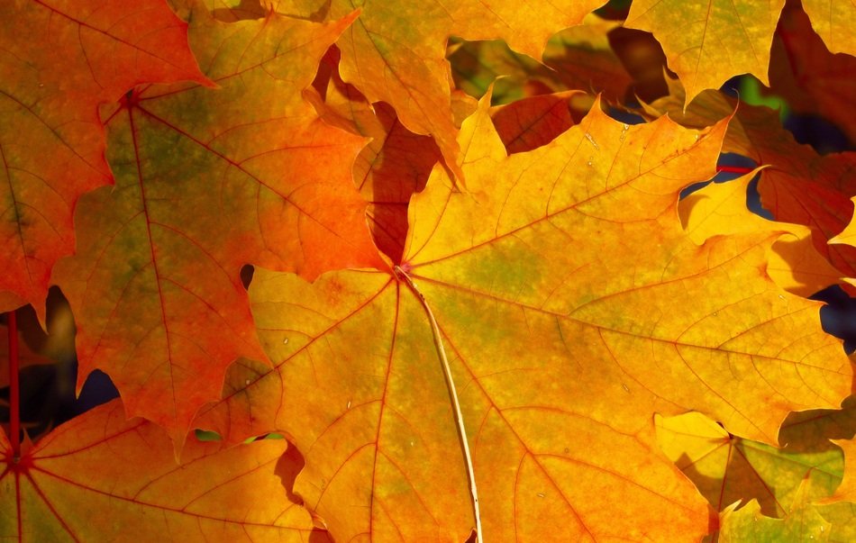 Leaves Background Leaves Leaf