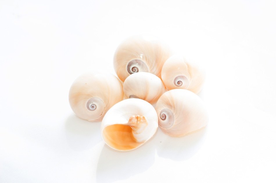 Abstract Background Conches