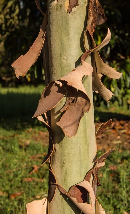 Gum Tree Bark Peeling Brown