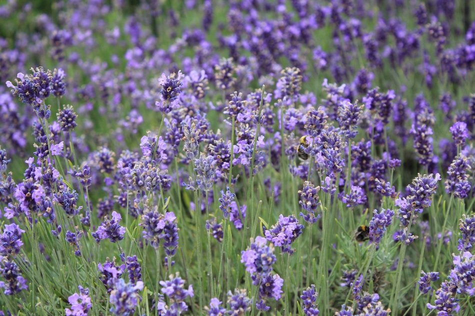 Flower The Scenery
