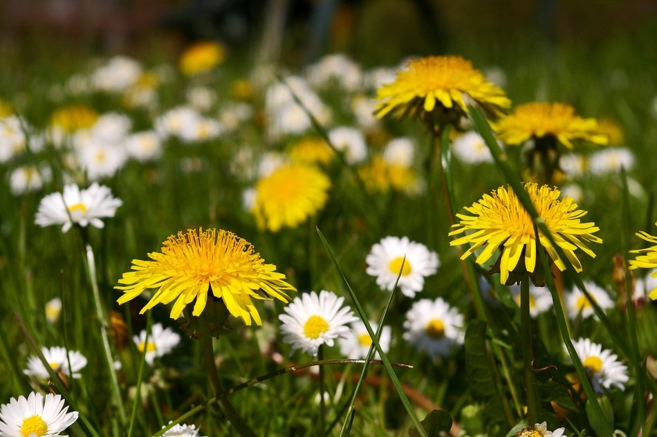 wallpaper with beautiful spring meadow