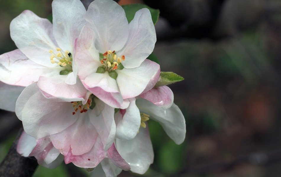 Apple Blossom Life Botany