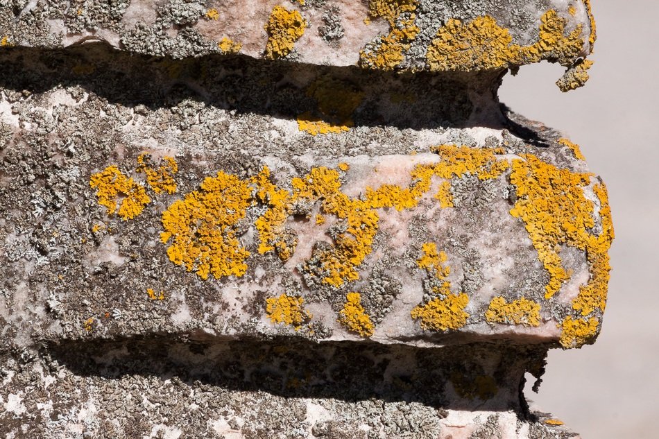 Wall Detail Lichen Stone