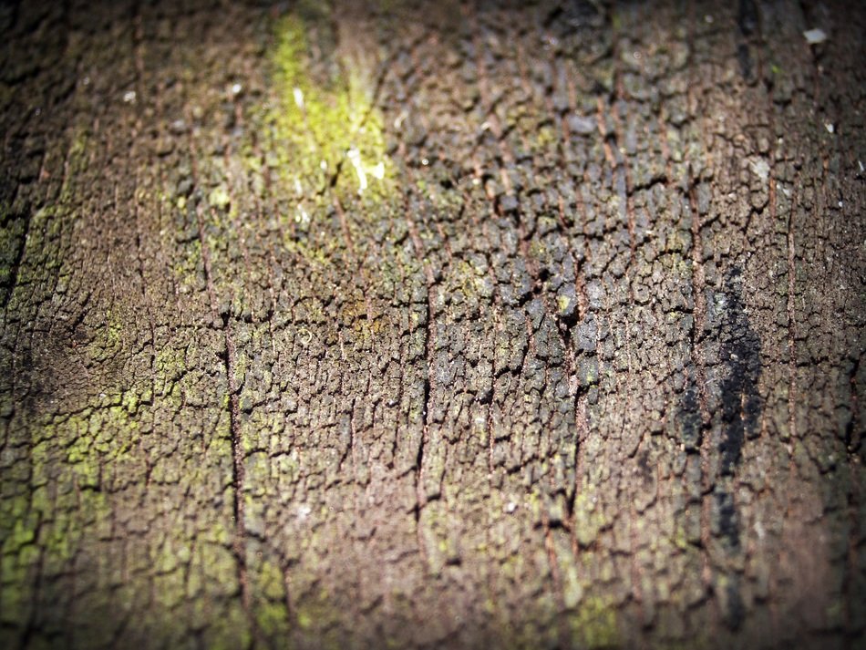 tree bark with green moss